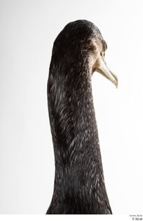 Double-crested cormorant Phalacrocorax auritus head neck 0009.jpg